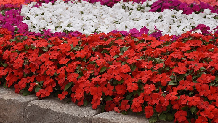 Bright Red, Violet and White Beacon Impatiens from PanAmerican Seed on display