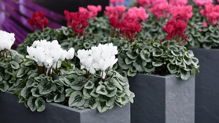 Metalis Cyclamen from Morel Diffusion