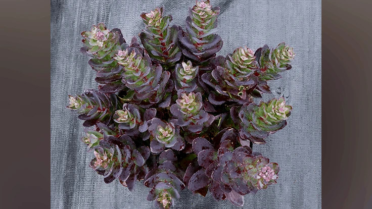 Sedum ‘Conga Line’ from Terra Nova Nurseries