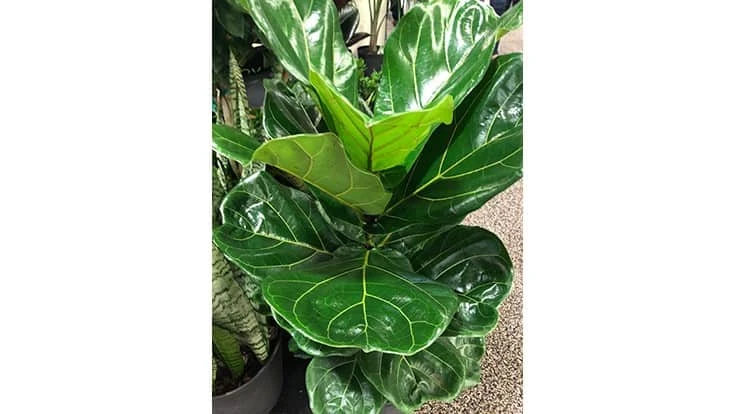 Railroad Nursery's ficus lyrata