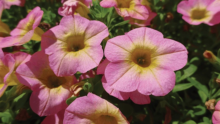 Calibrachoa Superbells ‘Honeyberry,’ Proven Winners from the University of Georgia's 2019 trial gardens