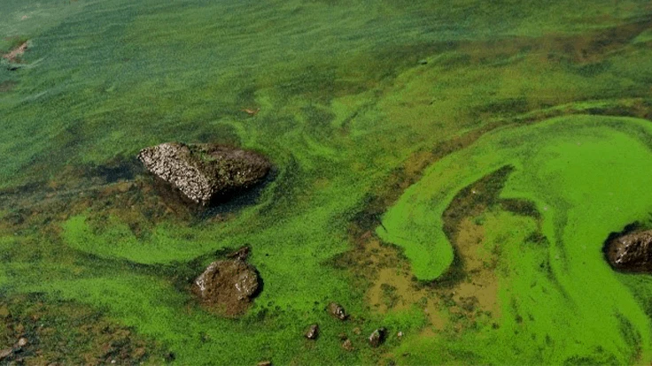 Green algae in a body of water.