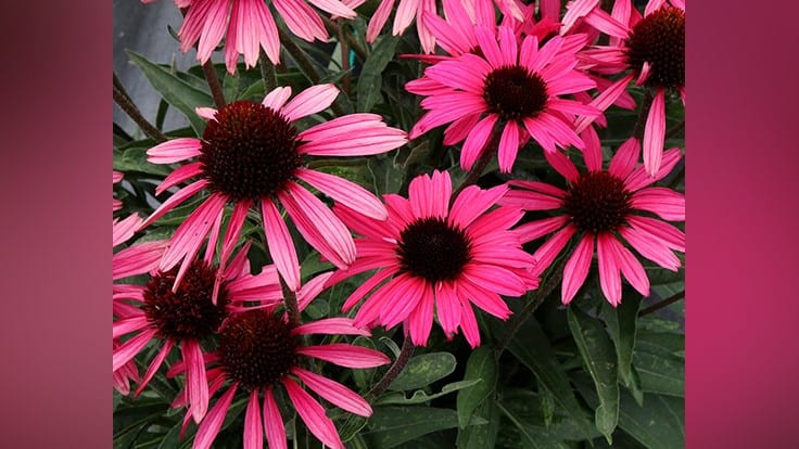 Terra Nova Nurseries debuts new echinacea, 'Dark Shadow