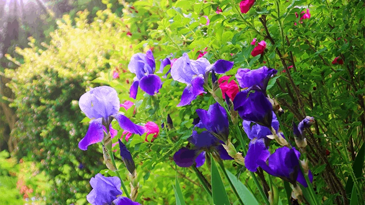Purple flowers
