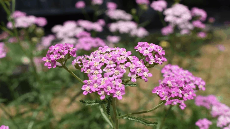 Achillea millifolium ‘Crazy Love’ by Rijnbeek and Sons - Perennials