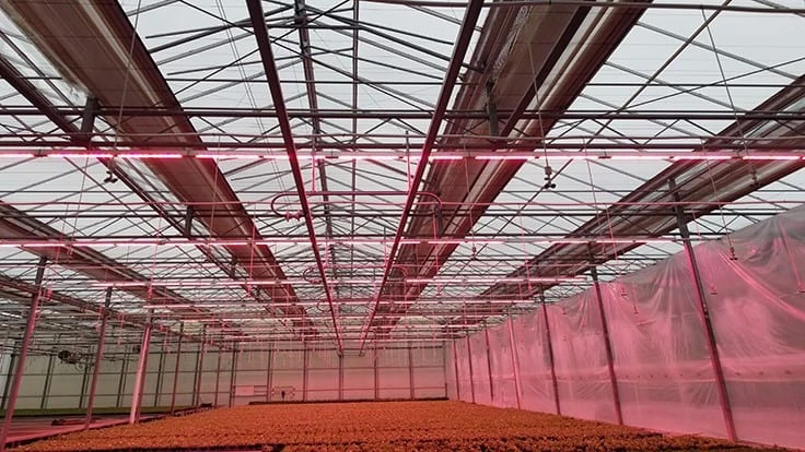 Photo Courtesy: Fessler Nursery