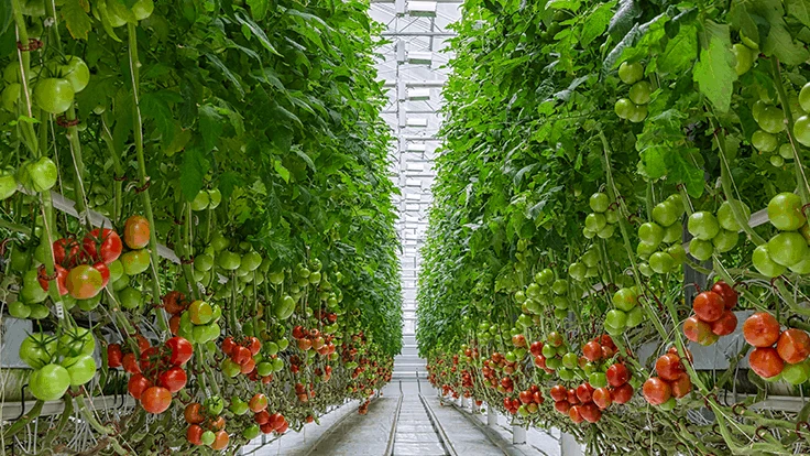 Photo: Sergey Bezverhiy, Adobe Stock