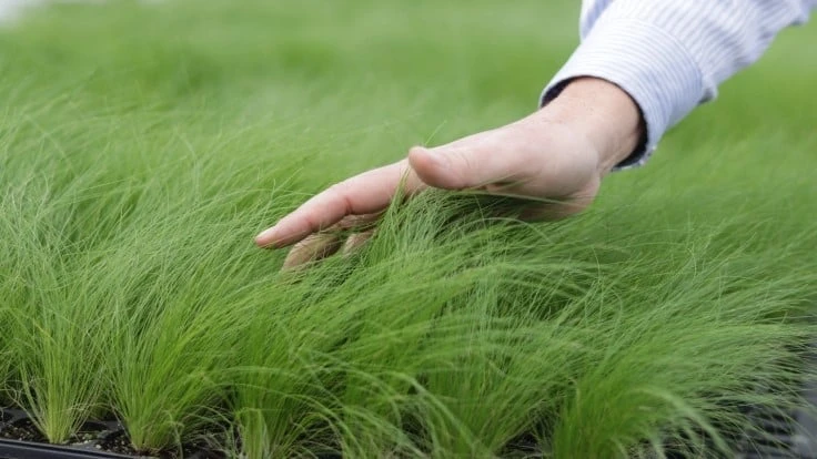 Photo courtesy of Cavano's Perennials 