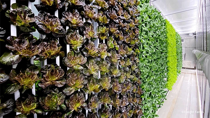 Photo courtesy of Freight Farms