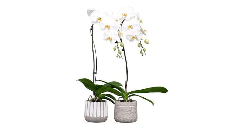 Photo courtesy of Westerlay Orchid