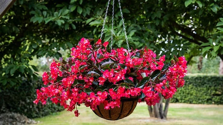 Photo courtesy of Sakata Seed Corporation