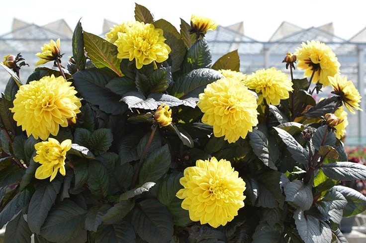 DAHLIA LaBella Maggiore Fun Chocolate Yellow