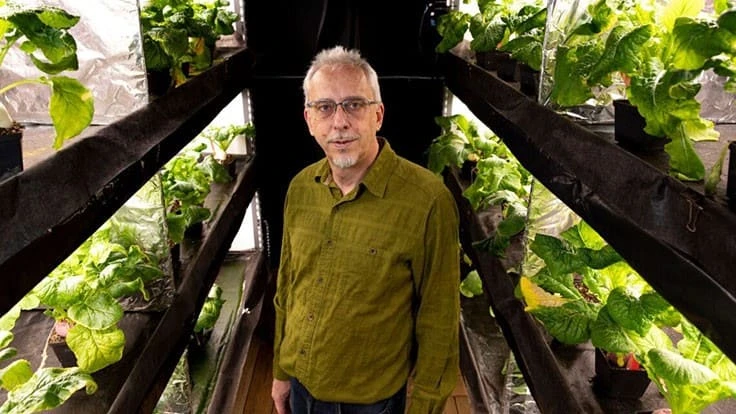 University of Georgia researcher Marc Van Iersel among turnip plants in a grow room at his greenhouses.