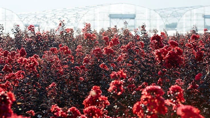 Field of red flowers