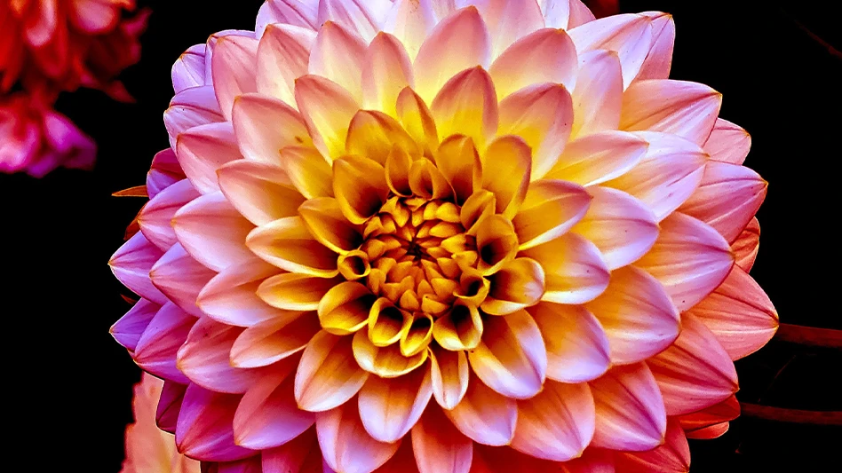 Photo credit: Pennsylvania Horticultural Society 