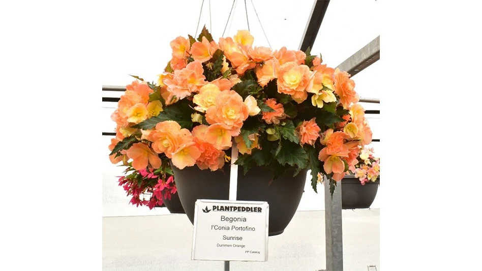 Photo courtesy of Plantpeddler