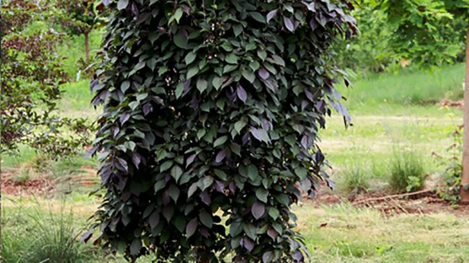 Photo courtesy of Farwest Show