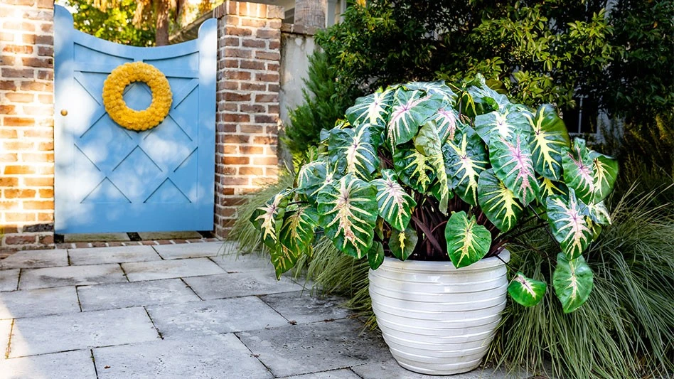 Royal Hawaiian ‘Waikiki’ colocasia was named a 2023 All-America Selections Ornamental Winner.