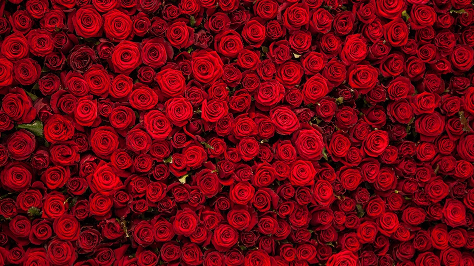 Photo: ©adragan | adobestock