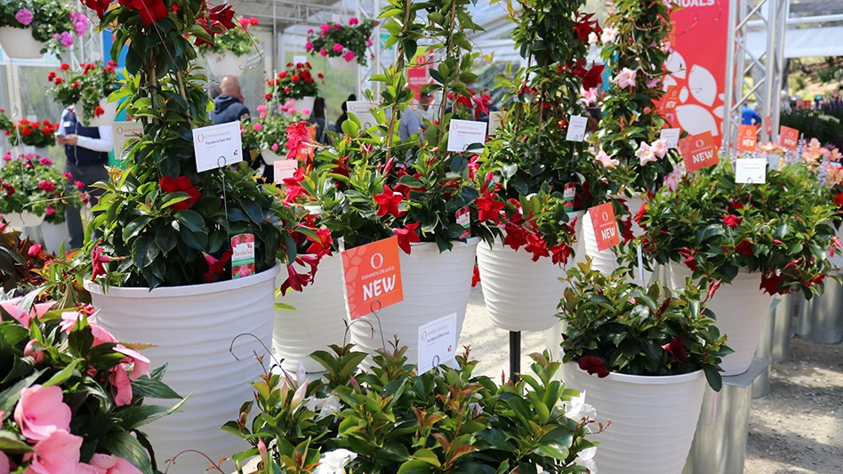 Several plants in white pots with red and pink flowers and green leaves.