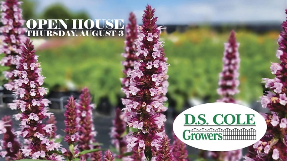 Image courtesy of D.S. Cole Growers