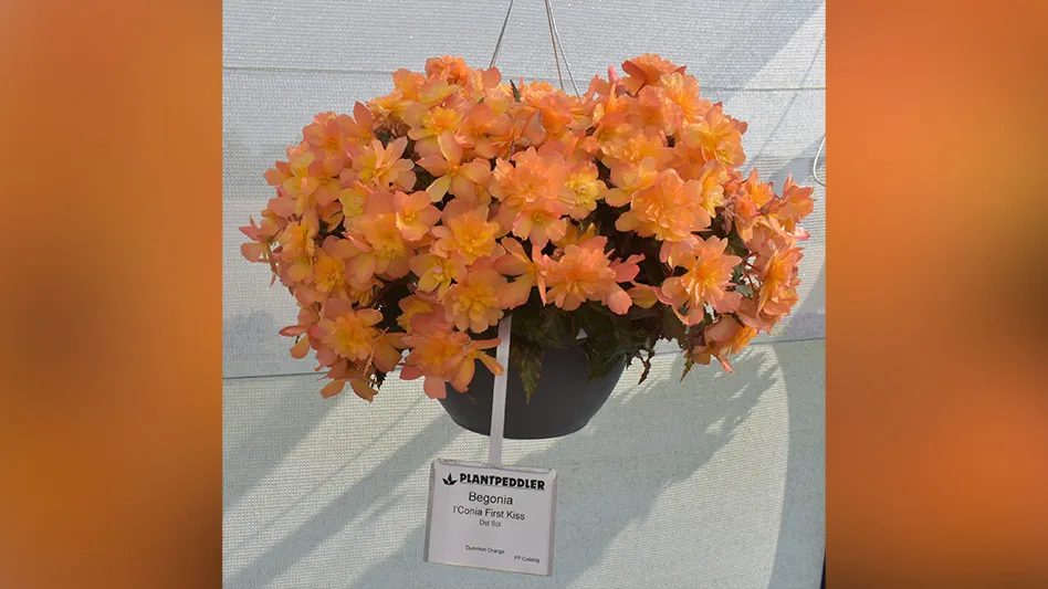 Large peachy orange flowers are in a dark hanging basket against a white background. The tag says Plantpeddler Begonia I’Conia First Kiss Del Sol Dummen Orange.