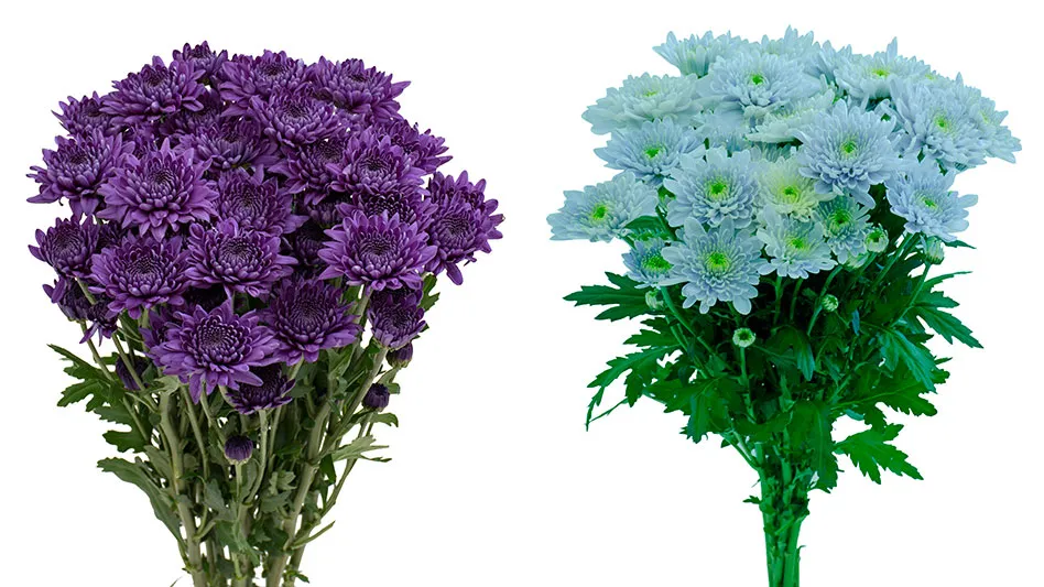 Suntory Flowers launches BluOcean Chrysanthemum in North America -  Greenhouse Management