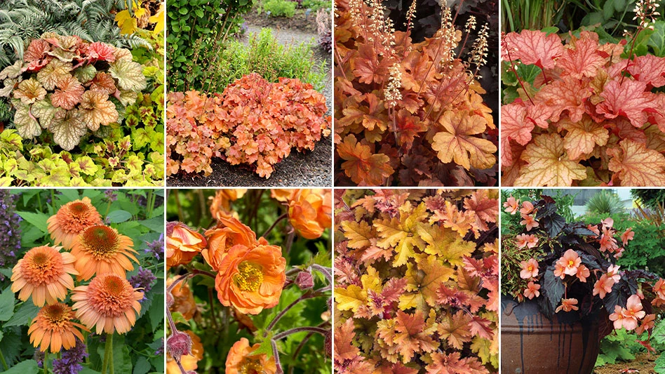 The Terra Nova varieties were selected for one or more of the following color traits: Flower or bloom color, foliage color, colors accented in leaf textures, and overall hues and tones.