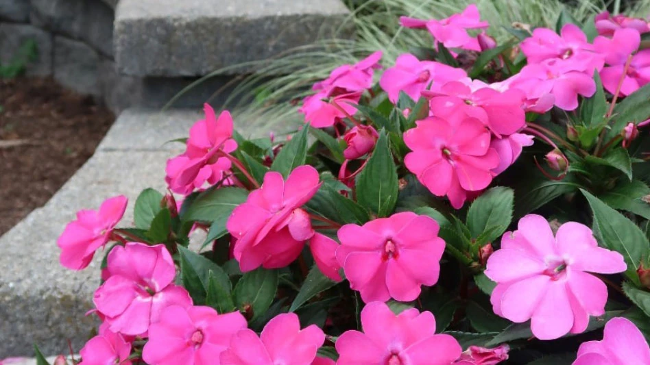 Photos courtesy of AAS