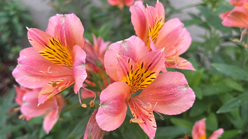 Cornell University introduces new Alstroemeria ‘Coral Chaos