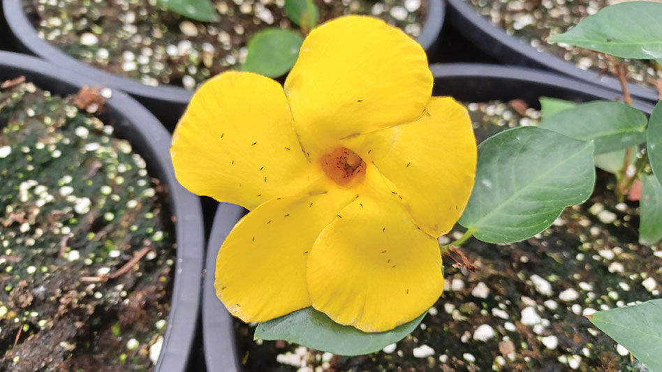 IPM toolbox - Greenhouse Management