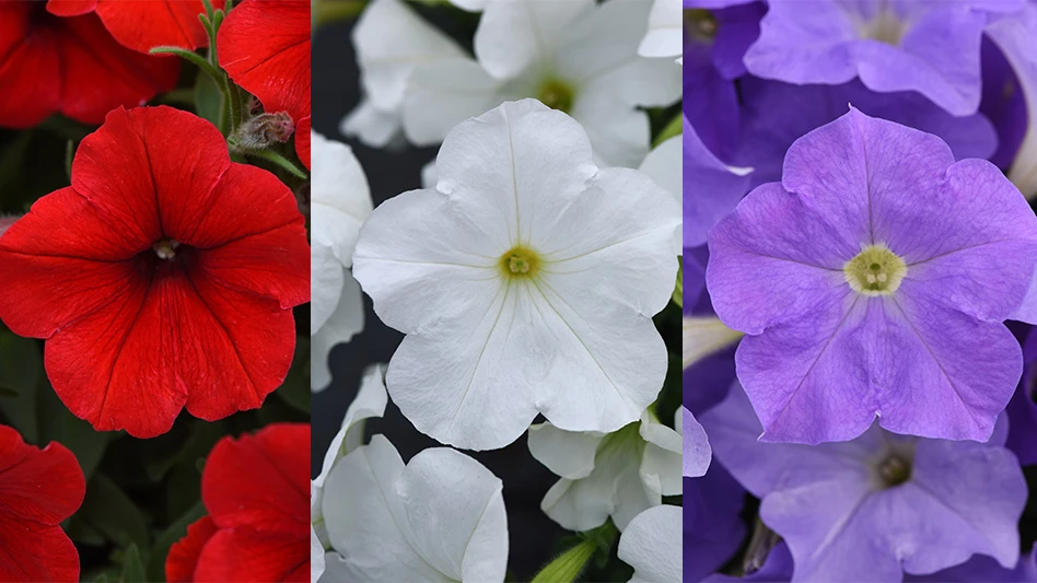 Close-up photos of purple, white and red petunias.