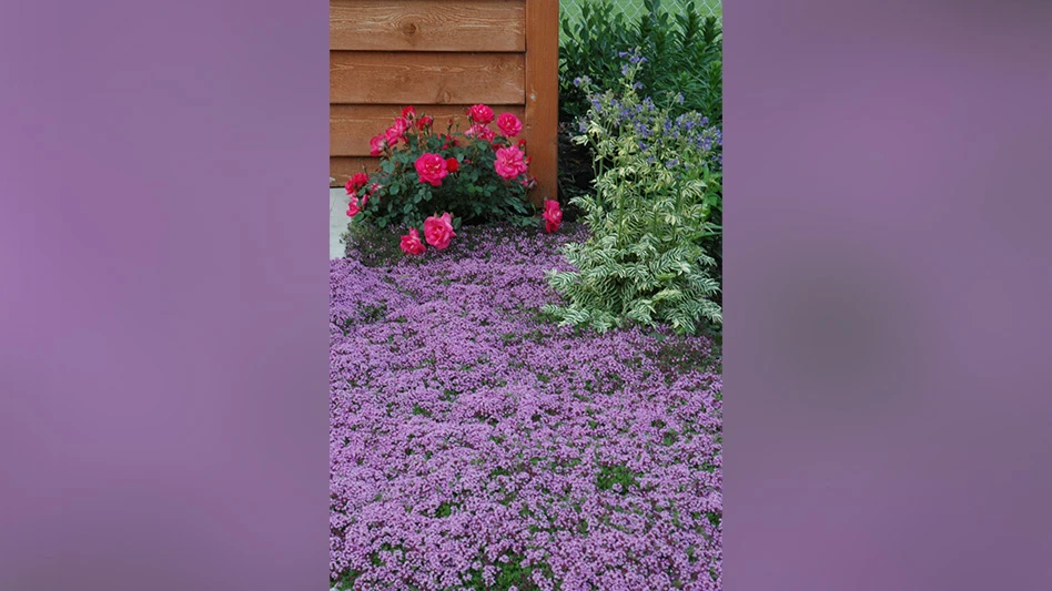 Hundreds of small purple flowers are visible in a yard, with dark pinkish-red roses with dark green leaves and a tall plant with small purple flowers and long green stems also visible. The corner of a wooden structure is also visible.