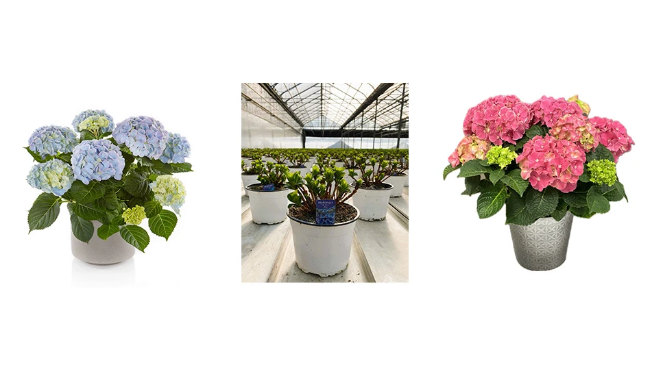 Three photos are lined up next to each other: The first is a potted blue hydrangea, the second shows multiple potted dormant hydrangeas in a greenhouse and the third is a potted pink hydrangea.