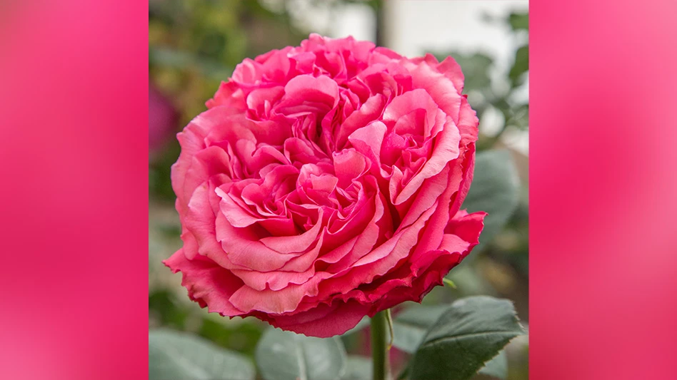 A close-up photo of a single hot pink flower on a green stem with green leaves.