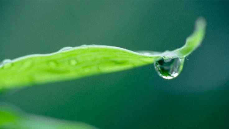 A drop of water hangs on the edge of a green leaf.