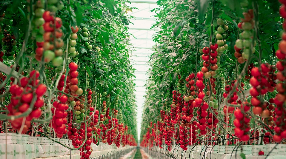 A person wearing a blue surgical glove holding a rooted plant under LED lighting grown indoors.