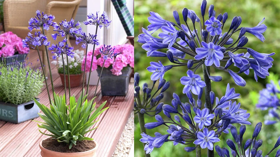 Two side-by-side photos of the same variety of plant. On the left is a potted version of the plant, which has clumps of purple flowers on long green stems. The pot sits on a porch surrounded by other plants and a chair. The photo on the right is a close-up of the plant's purple flowers.