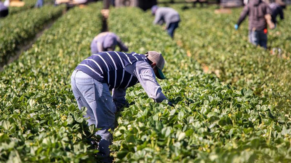 Farm workers bend over as they pick green produce from a field.
