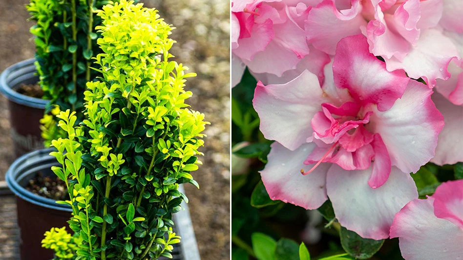 Two side-by-side photos. On the left are green shrubs in pots and on the right is a pink and white azalea bloom with green leaves behind.