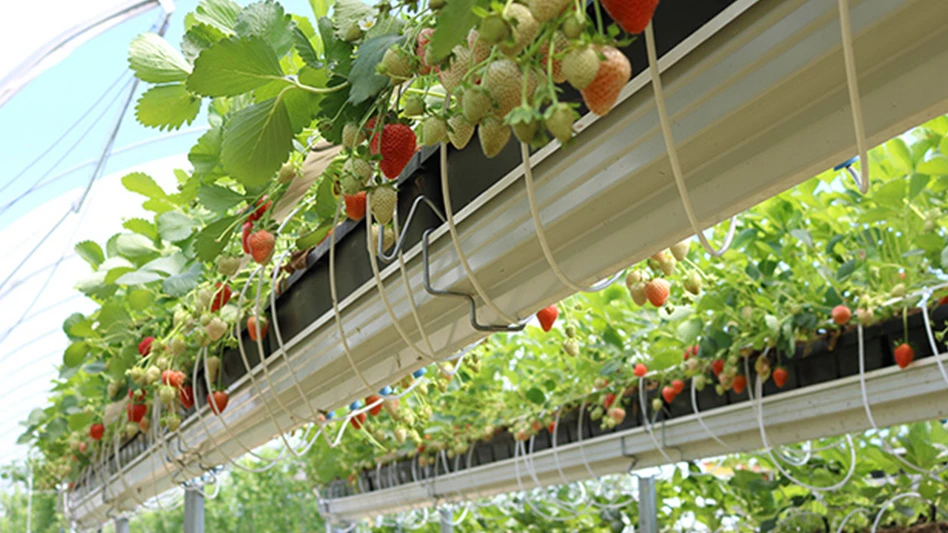 Red and green strawberries growing in white gutters in a greenhouse.