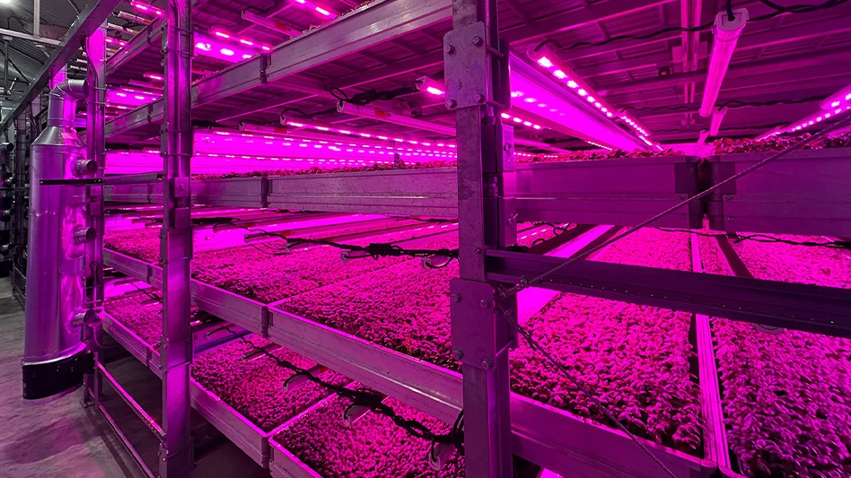 A vertical farm growing green seedlings in pink light.