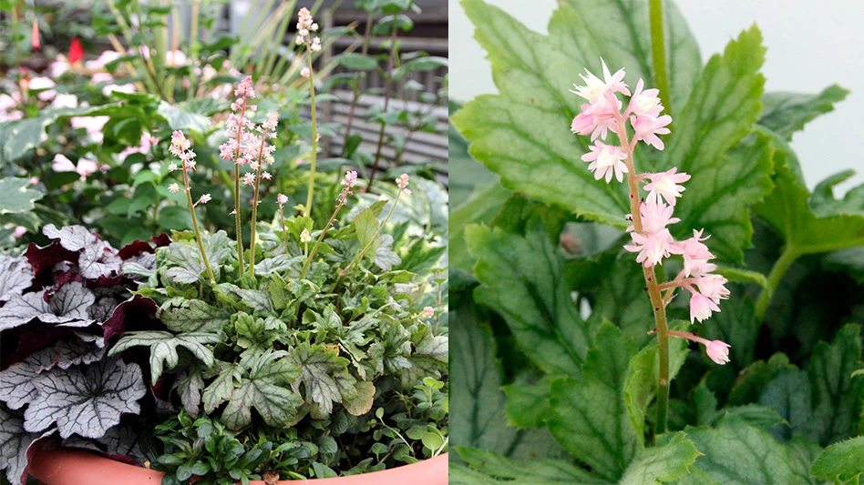 A plant with small pink flowers and green leaves.