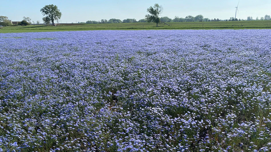 A perennial flax field filled with blue flowers.