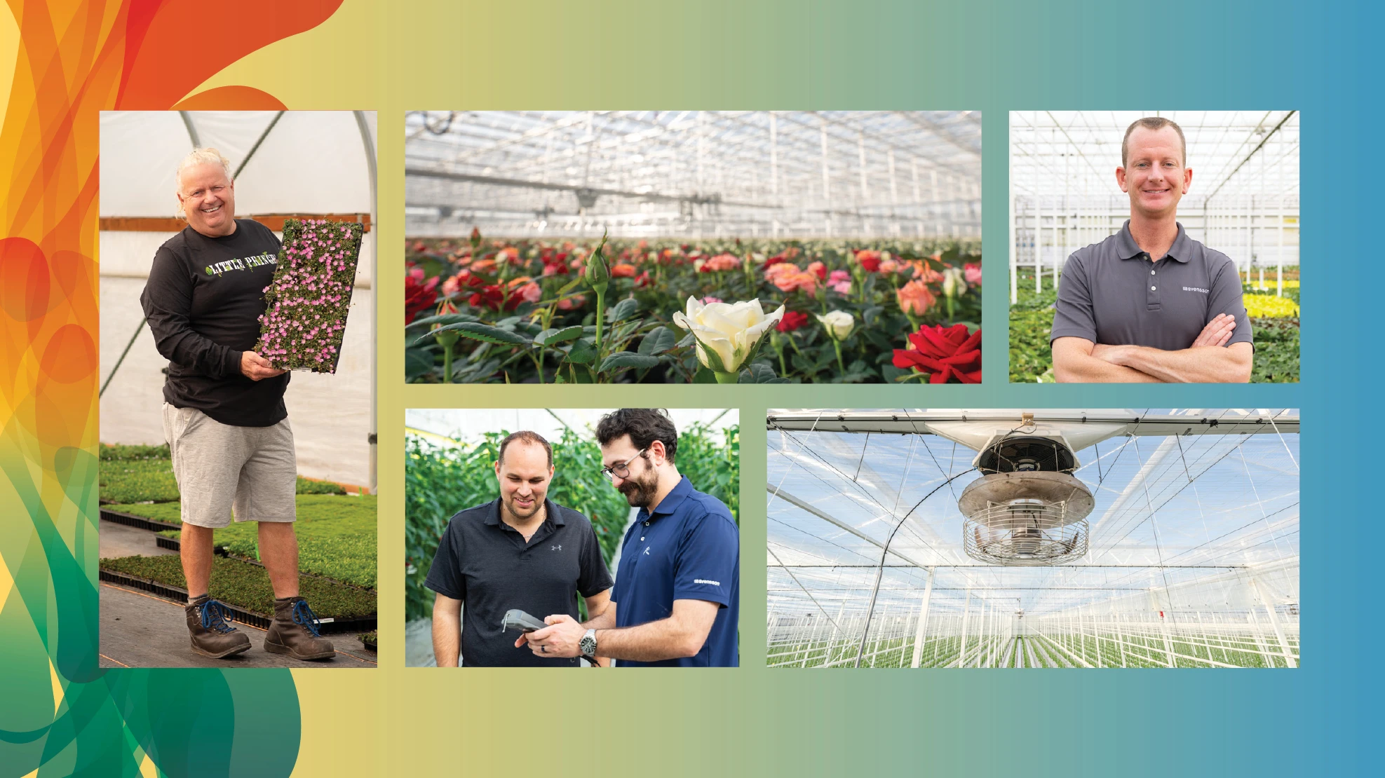 A collage of five photos taken in greenhouses.