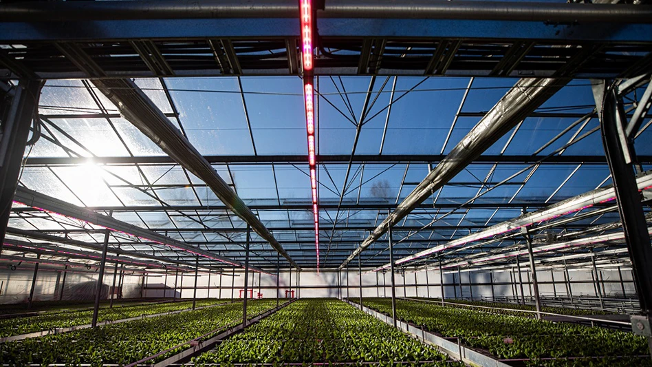 a greenhouse structure with sunlight coming through and pink hued led lights