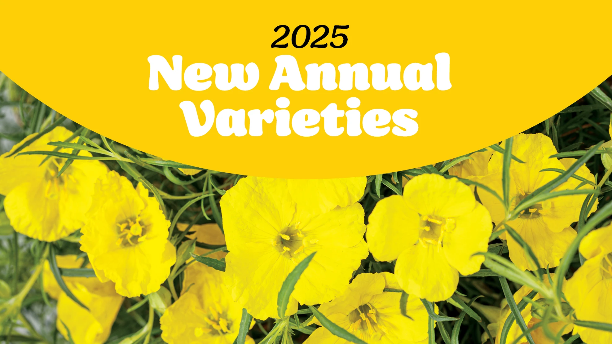 A photo of a plant with yellow flowers, with a yellow, white and black graphic that reads 2025 New Annual Varieties.