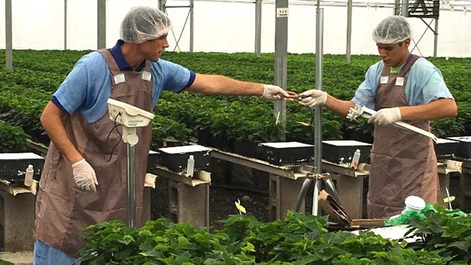 Two men wearing blue shirts, brown aprons and white hair coverings reach out to each other while standing in a greenhouse surrounded by green plants.
