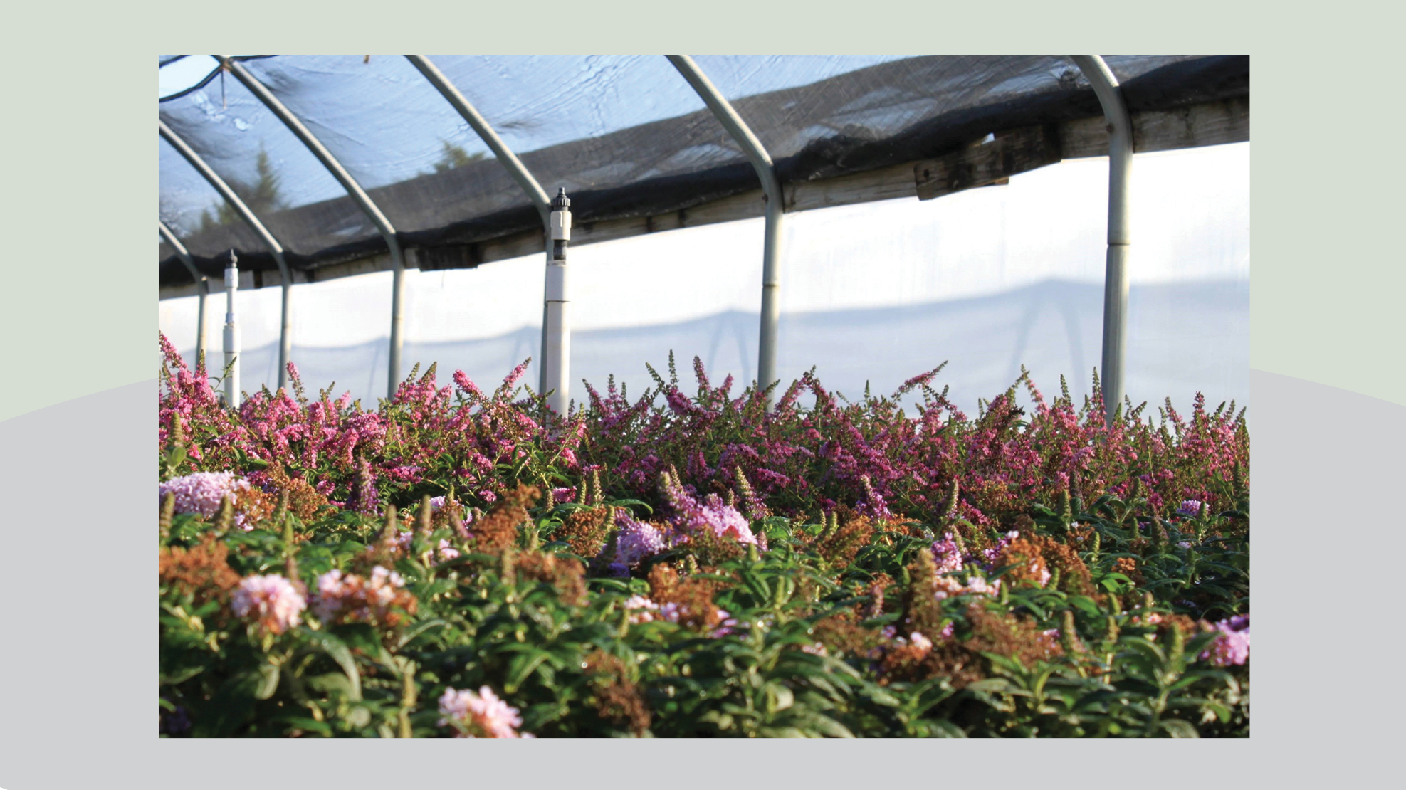 Pink flowers with green leaves grow under a shade cloth in a greenhouse.