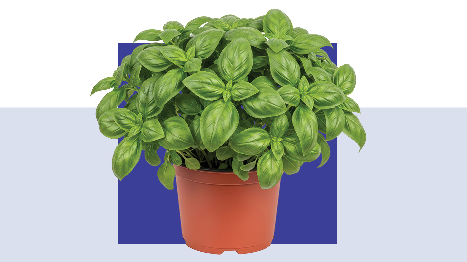 A potted basil plant on a purple background.